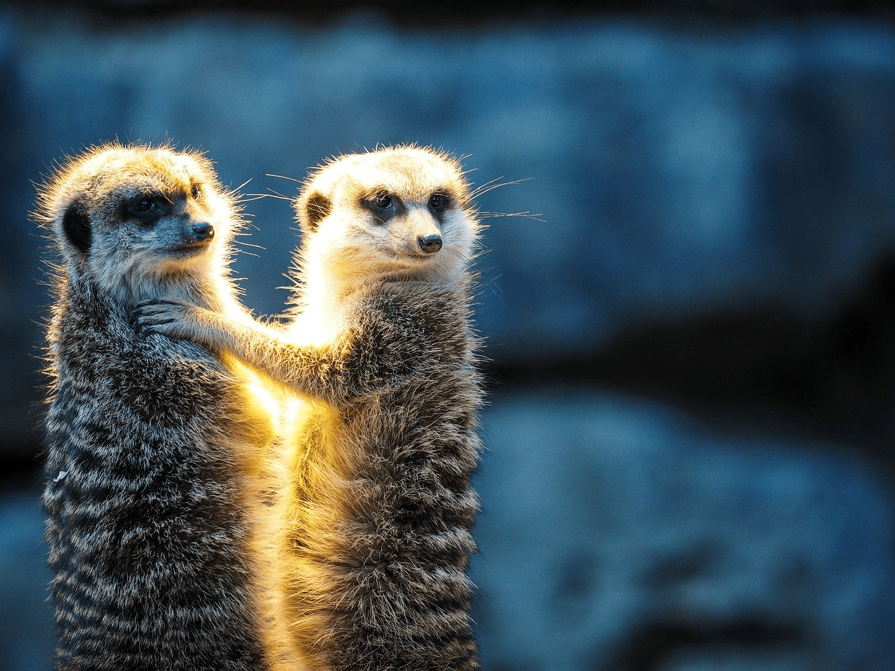 increasing group cohesion